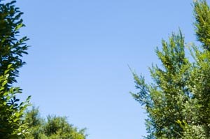 Walton Ashwood Pet Walk, Dunwoody GA